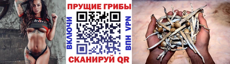 Псилоцибиновые грибы Psilocybine cubensis  Купить где  Себеж 